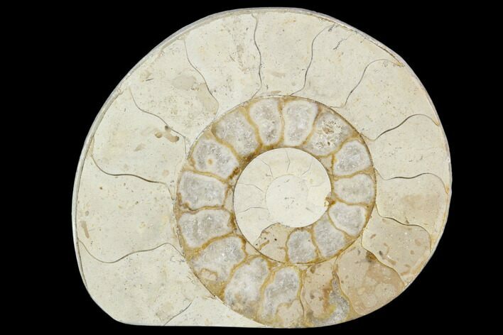 Polished Ammonite (Hildoceras) Fossil - England #103982